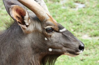 Nyala (Tragelaphus angasi) Büyük yuvarlak gözler, kahverengi saçlar, yüzünde beyaz izler.