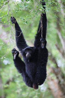 Siamang (Symphalangus syndactylus) boynunda gri-pembe bir çanta vardır. O haykırarak haykırdıkları zaman,