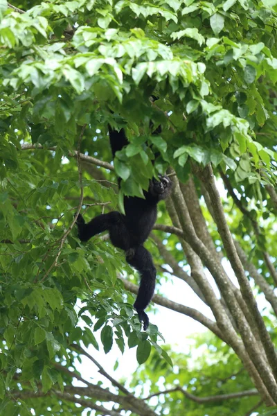 Çevik Gibbon Hyloates Agilis Vücudun Siyah Kürkü Vardır Ellerdeki Ayaklardaki — Stok fotoğraf