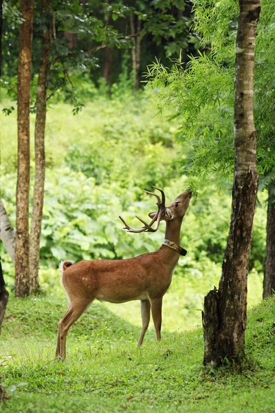 Brow Antlered Deer Thamin Rucervus Eldii Thamin Have Dark Hair — ストック写真