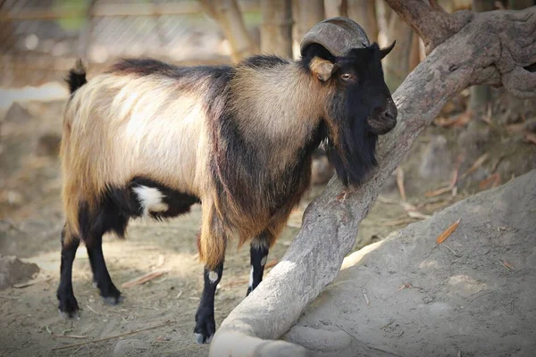 Goats are very smart animals. It can withstand all kinds of weather conditions, whether it\'s hot, rainy or cold. The produce is almost always available for samples, milk, meat, leather or fur.