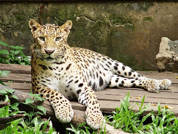 Леопард Светло Коричнево Желтый Мех Черные Точки Середине Тела Группа — стоковое фото