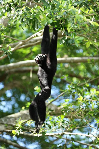 Pileated Gibbon Hylobates Pileatus Black Feathers Hung Treetops — Stock Fotó