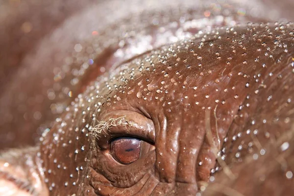 Hippopotame Pygmée Choeropsis Liberiensis Yeux Ronds Bruns Antitranspirant Pour Protection — Photo
