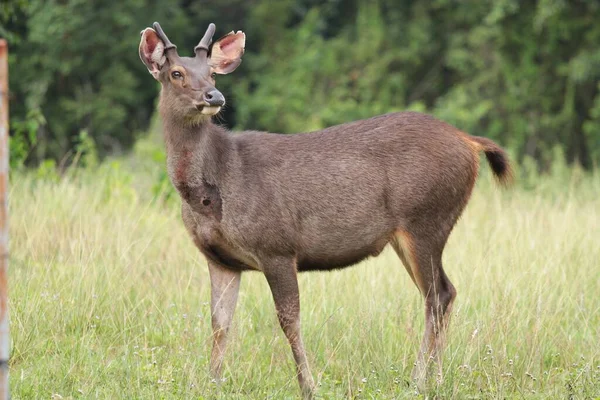 Sambar Deer (Rusa unicolor) The fur is grayish-brown to light yellow. The hair on the belly and buttocks grows wider than the rest and the hair is lighter on the back. The tail is bushy, rather short.