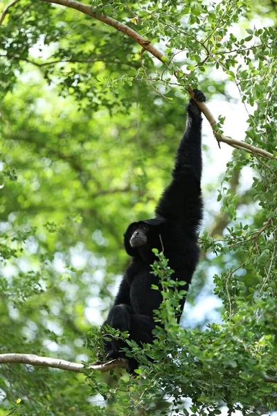 Siamang Symphalangus Syndactylus Gray Pink Bag Neck Which Bulge Out — 스톡 사진