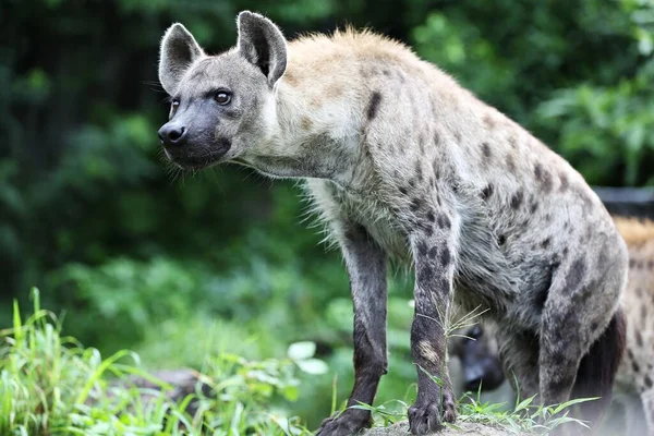 Animals Carnivore Conservation Ecological Ecology Hyena Mammals Predator Spotted Spotted — Stock Fotó