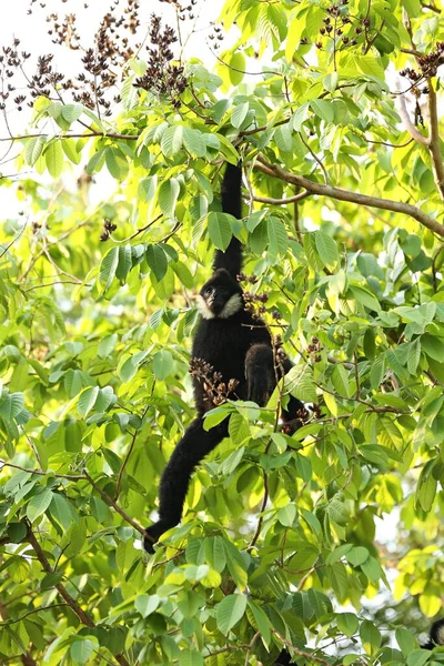 Northern White Cheeked Gibbon Nomascus Leucogenys Male Black White Fur — Stock Photo, Image