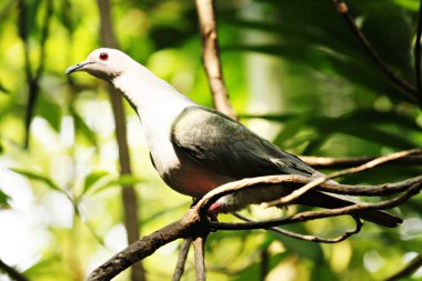 Yeşil İmparatorluk güvercini ya da Ducula aenea yırtıcıları öldürmek için çalıların arasında saklanıyor.