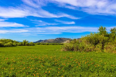 Çiçek tarlası ve mavi gökyüzü olan güzel bir manzara.