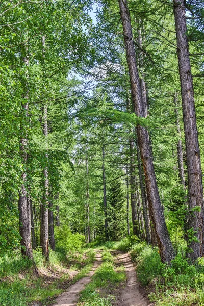 Bir yaz günü yeşil ağaçlı ormanda yol.
