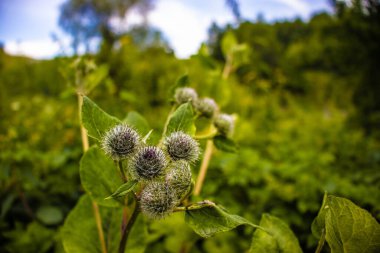 Bahçede beyaz çiçekler