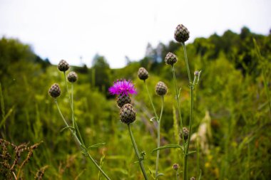 Bahçede beyaz çiçekler