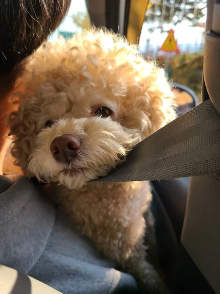 Questo Mio Animale Domestico Carino — Foto Stock