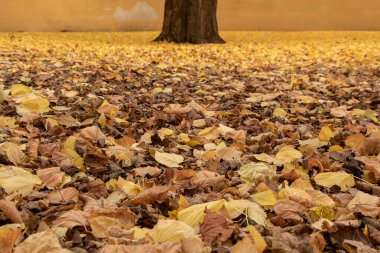 Ayrıntılı olarak taşın üzerine düşen renkli bir karaağaç iznine yakın plan. 