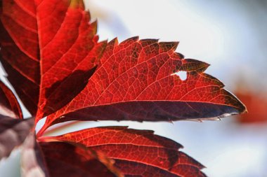 Ayrıntılı olarak taşın üzerine düşen renkli bir karaağaç iznine yakın plan. 