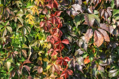 Sonbahar renklerinde sürüngen yaprak spektrumu 