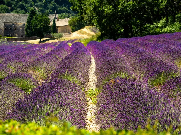 Впечатляющее Цветение Лаванды Поле Провинции Франция — стоковое фото