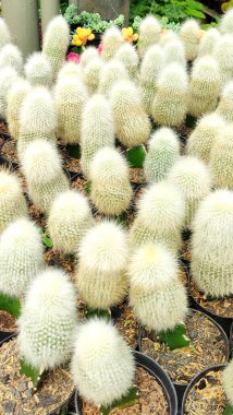 Beyaz kaktüsler büyük miktarlarda küçük kaplarda bulunur.
