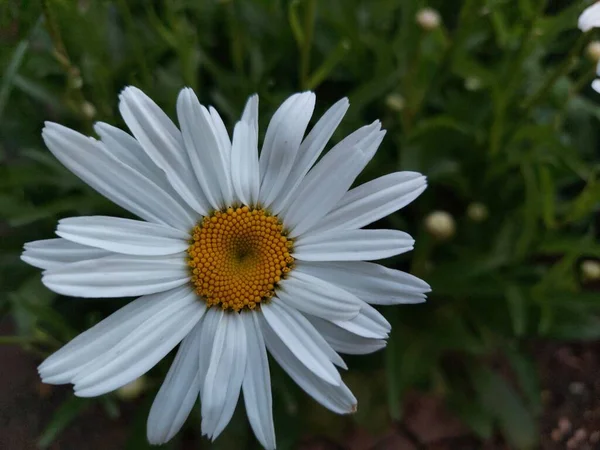 Bellissimi Fiori Flora Fogliame — Foto Stock