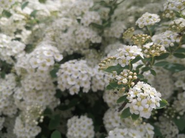 Güzel botanik fotoğrafı, doğal duvar kağıdı.