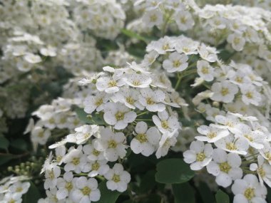 Bahçedeki güzel çiçekler