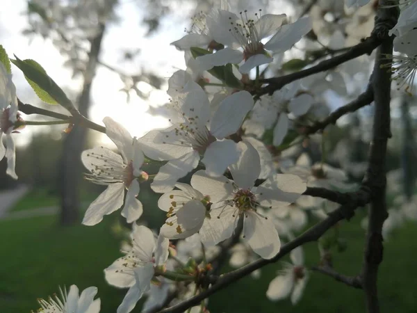 Witte Bloemen Boomtak — Stockfoto