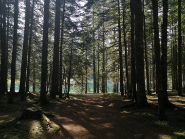 Orman manzarası. Çam ağaçlarının yolu yeşil çimlerde.