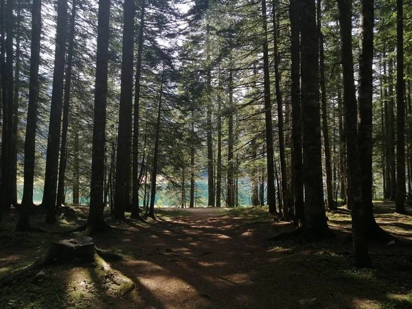 Orman manzarası. Çam ağaçlarının yolu yeşil çimlerde.