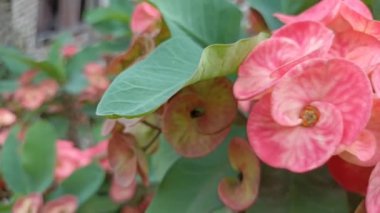 Video projeniz için uygun parlak ve taze olan güzel kırmızı çiçekler ya da çiçek, bitki ya da bitki temalı görüntüler