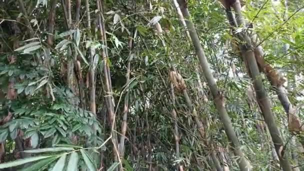 Bambu Ağaçları Rüzgarla Savruluyor Filmleriniz Için Uygun Bambu Ağaç Bitki — Stok video