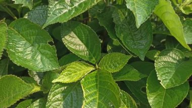  Yapraklar, bitkiler, bitkiler, ormanlar, ağaçlar veya doğa temalı video veya çekim projeleriniz için gün boyunca rüzgarda uçuşan tüylü yeşil yapraklar