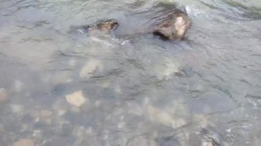 Nehirler, su, göller, kayalar ve doğa temalı akarsular veya çekim projeleriniz için uygun taşlar