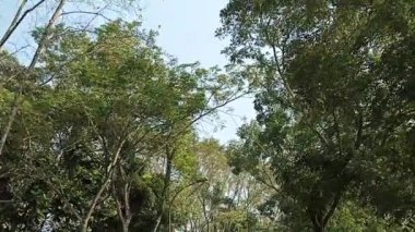  Güneşli bir günde, yapraklar, bitkiler, bitkiler, ormanlar, ağaçlar ya da doğa temalı video veya çekim projelerinize uygun gölgeli bir ağaçlar ormanında yürüyün.