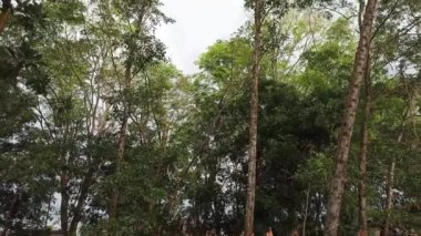 Ağaç, yaprak, bitki, bitki, orman, ağaç ya da doğa temalı video ya da video projeleriniz için uygun rüzgarla savrulur