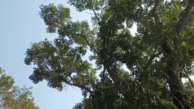 Güneşli bir günde, yapraklar, bitkiler, bitkiler, ormanlar, ağaçlar veya doğa temalı video veya çekim projelerinize uygun gölgeli ağaçların arasında yürüyün