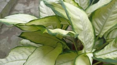  Bahçedeki parlak yeşil bitkiler yaprak, bitki, bitki veya doğa temalı video veya çekim projeleriniz için uygundur.