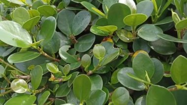 Yapraklar, bitkiler, bitkiler veya doğa temalı video veya çekim projeleriniz için uygun yeşil yapraklar