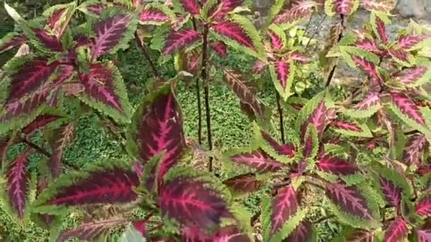 Okrasné Rostliny Kombinací Zelené Červené Barvy Vhodné Pro Vaše Video — Stock video