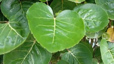 Gün boyunca bir sürü yeşil yaprak.