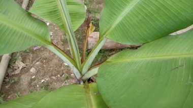 Yukarıdan muz yaprağı görünüyor