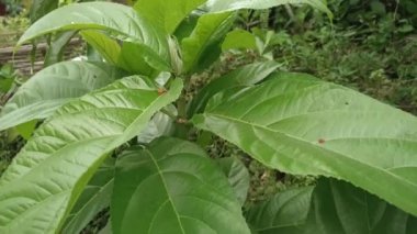 Büyük yeşil yapraklı mini bitki