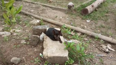 Kara kedi kayaya bakıyor.