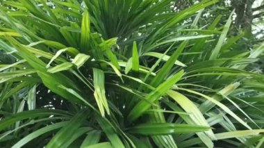 Gündüz vakti yeşil hurma ağaçları.