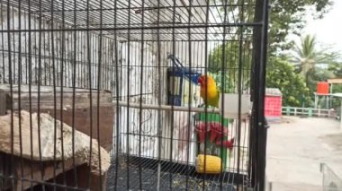 Aşk kuşları kafeste uçar.