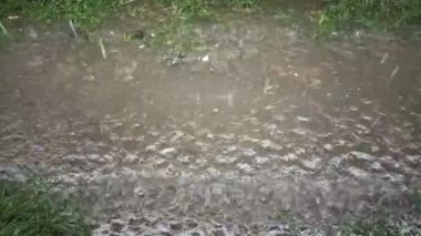 Yağmur damlaları çimlerin arasında eskiyor