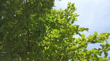 Güneşin altındaki ağaçlar rüzgarla savruluyor.