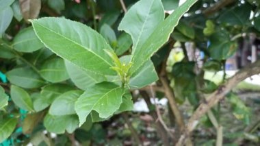 a sprig of lime leaves