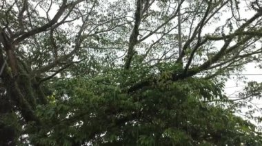 Büyük dalları olan bir ağaç, yağmur yağdığında.