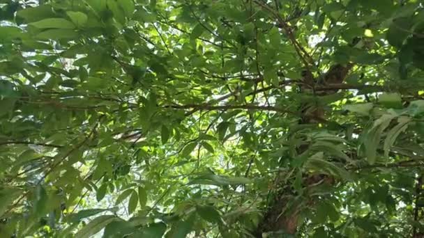 Ярко Зеленые Листья Ветром — стоковое видео